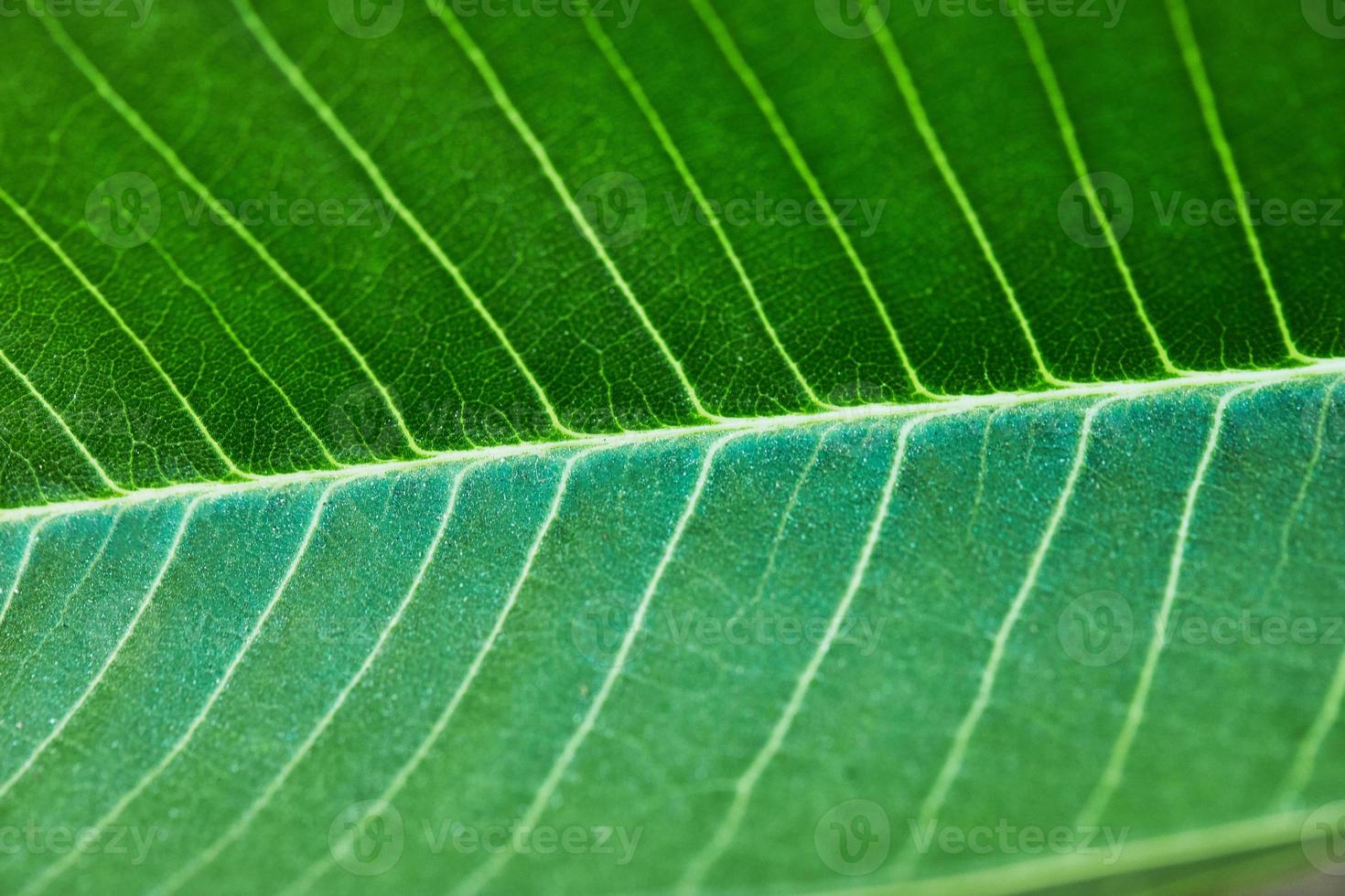 Leaf of flowering plant Sacuanjoche or Plumeria Rubra photo