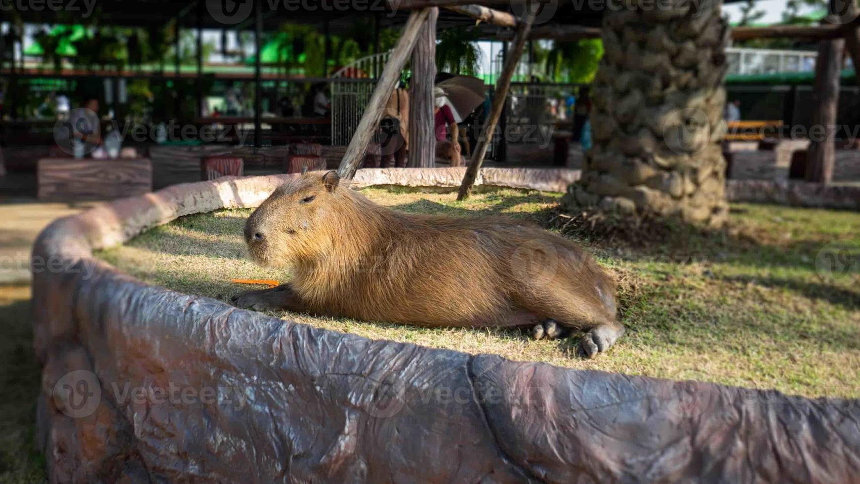 Capybara, a giant rat basking in the sun photo