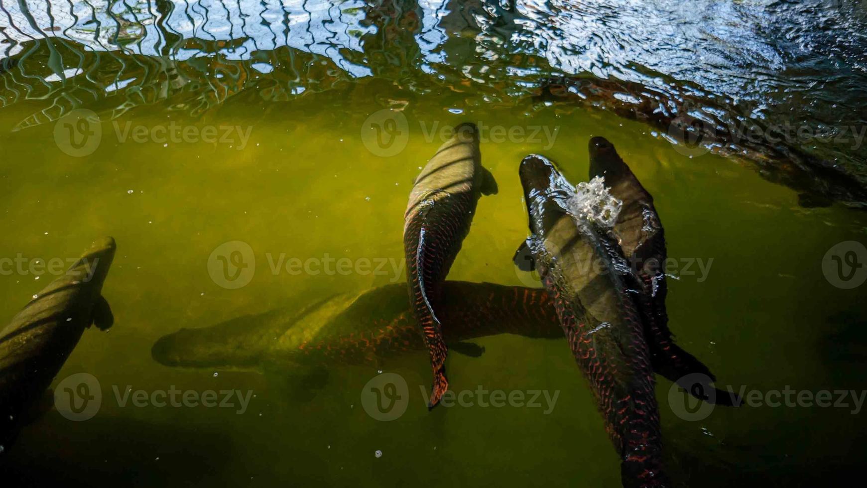 large fish hide in many rivers with sunlight hitting the water surface focusing only on fish photo