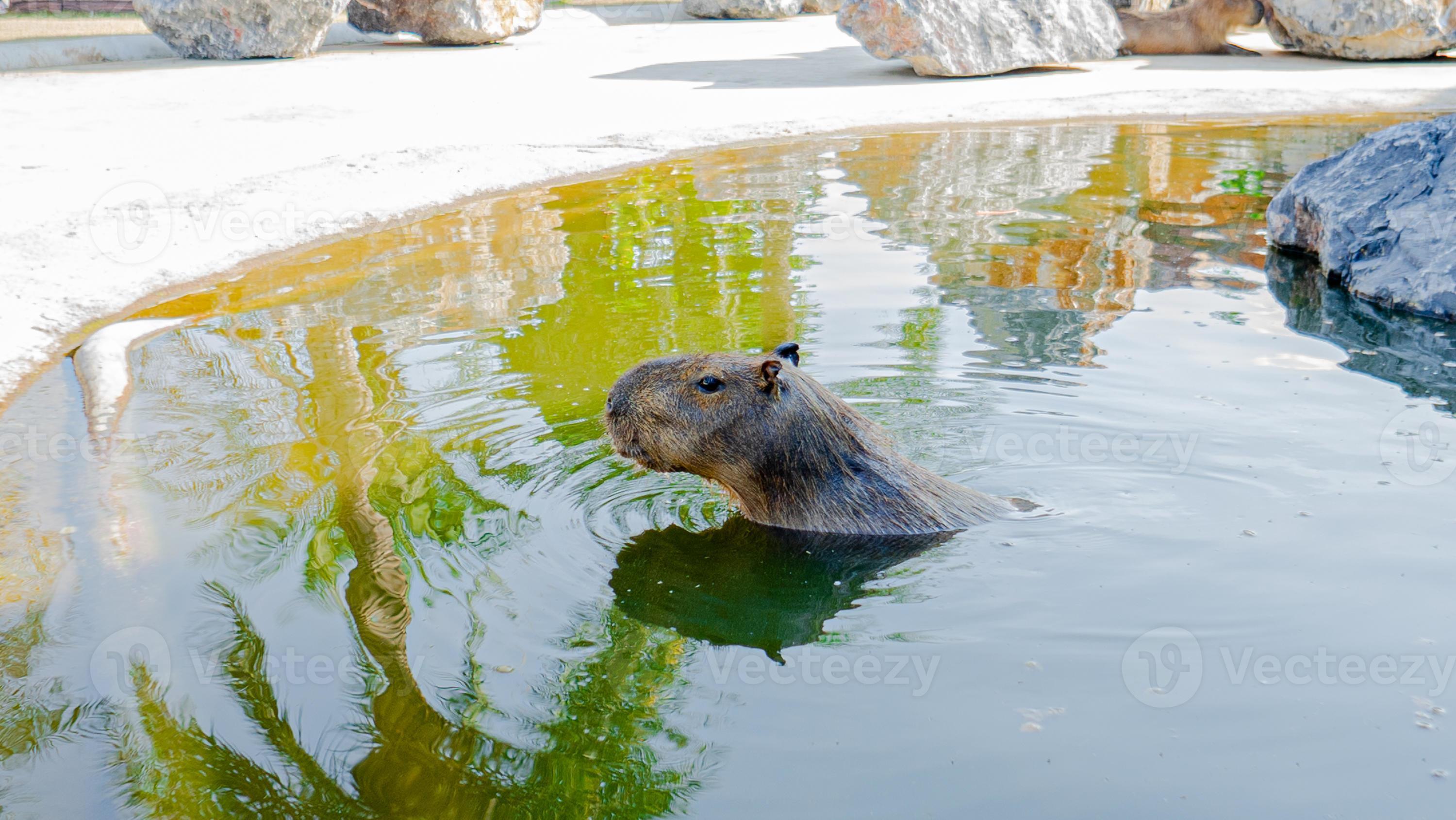 Is It A Nutria Rat Or A Capybara?  The Definitive Guide! - 4uqjt77