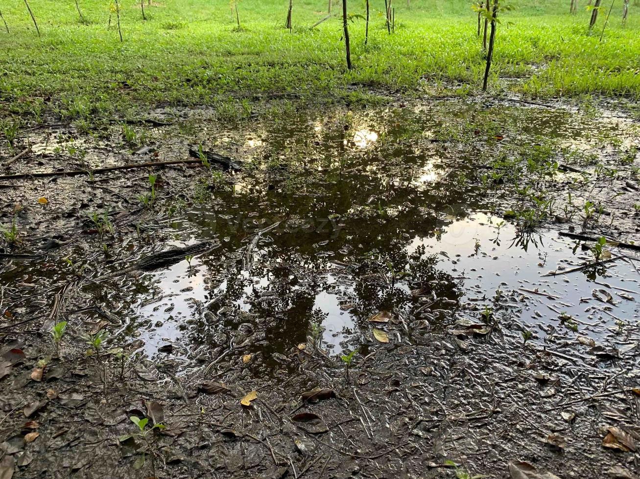 Tree roots rising from the ground are naturally beautiful photo