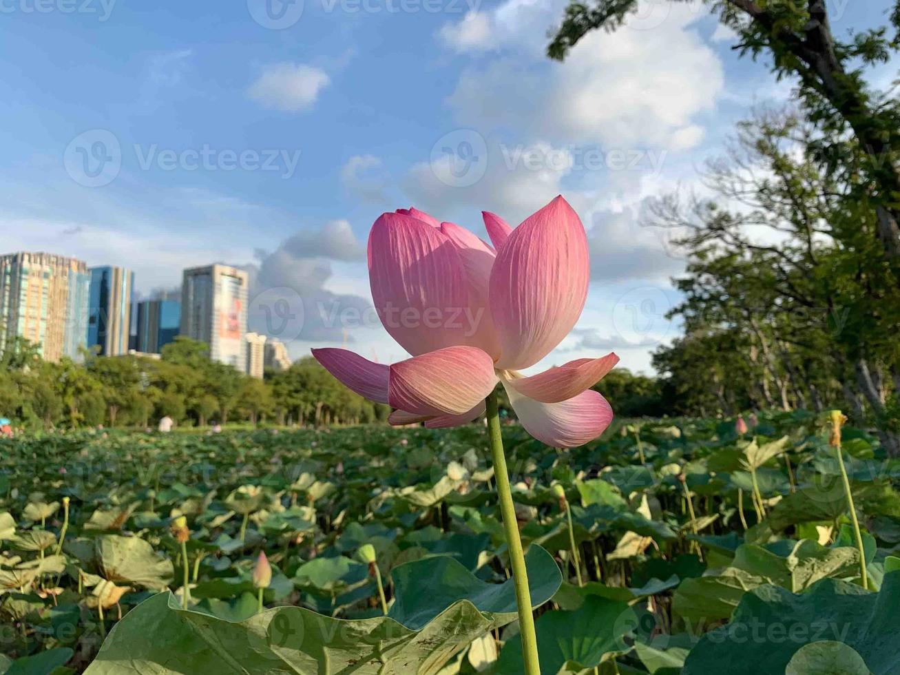 loto rosa hermoso que florece bajo el cielo brillante al aire libre foto