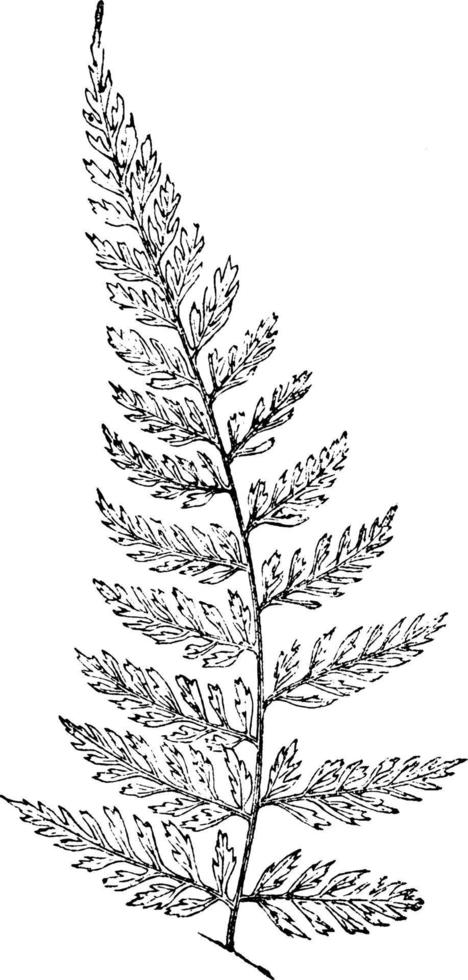 pteris scaberula ilustración vintage. vector