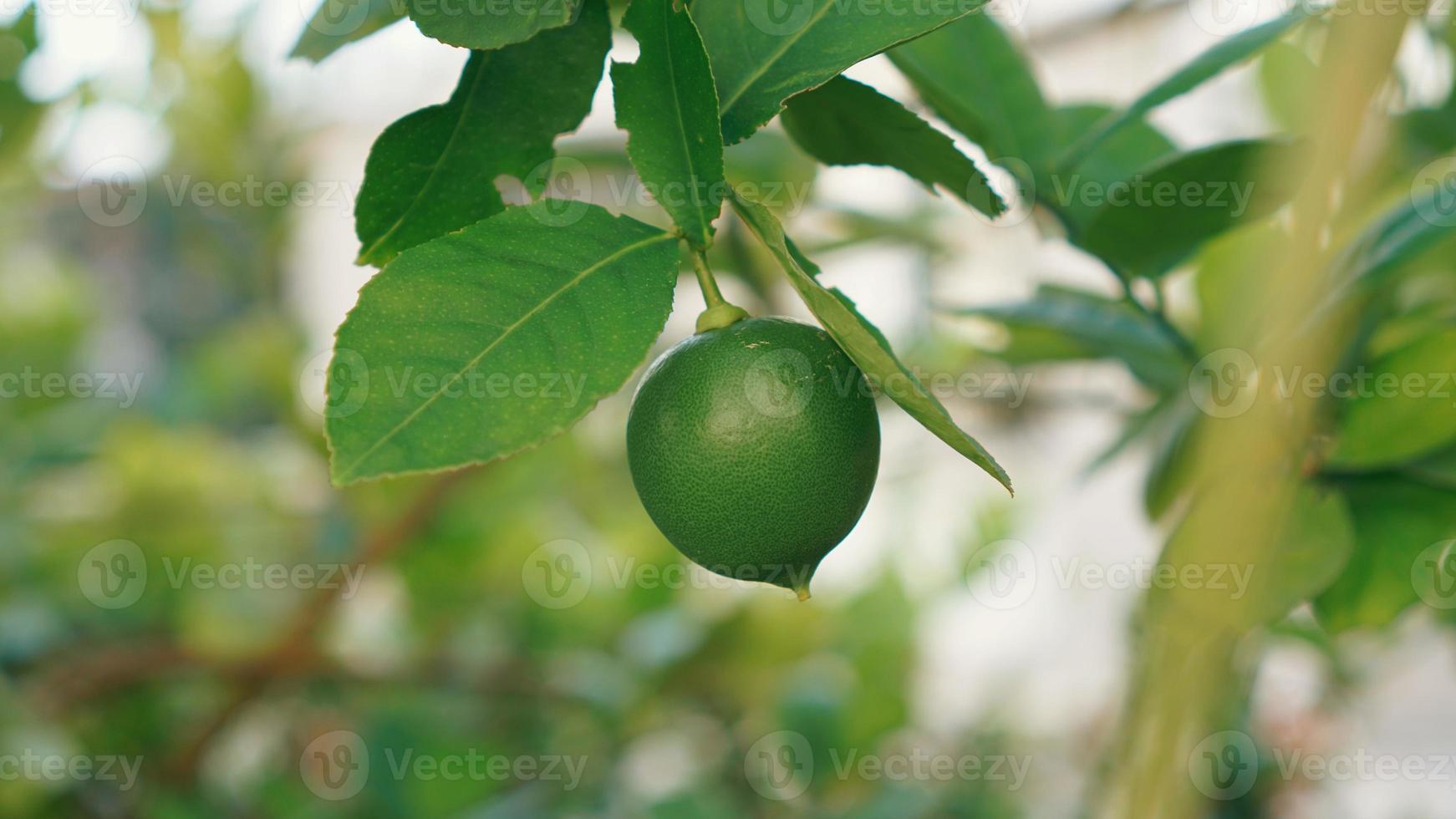 A lime in the morning. the green color is cool photo