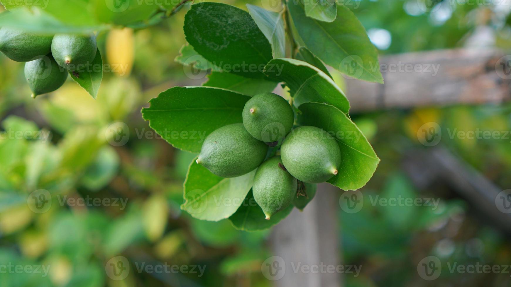 Four Green Lime make Fresh Today photo