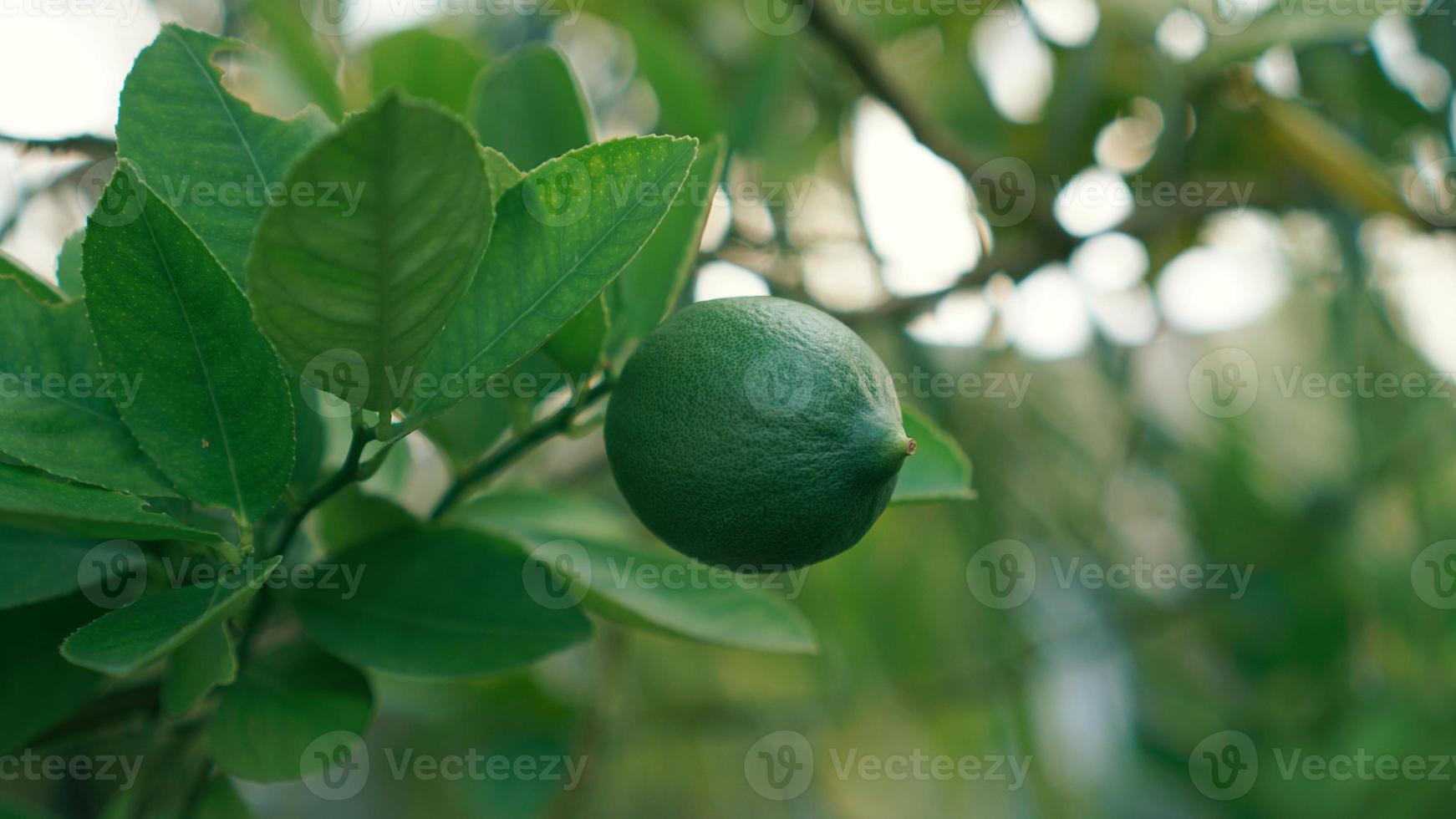 un verde lima claro que es refrescante foto