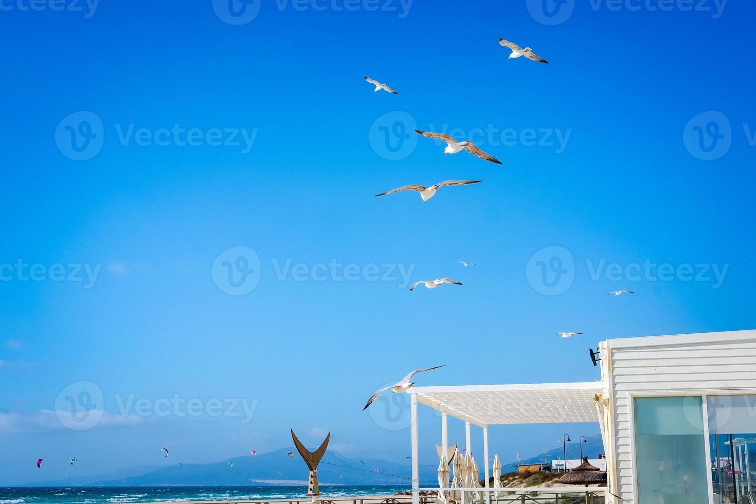 Seagulls fly in blue skies against backdrop of Atlantic ocean photo