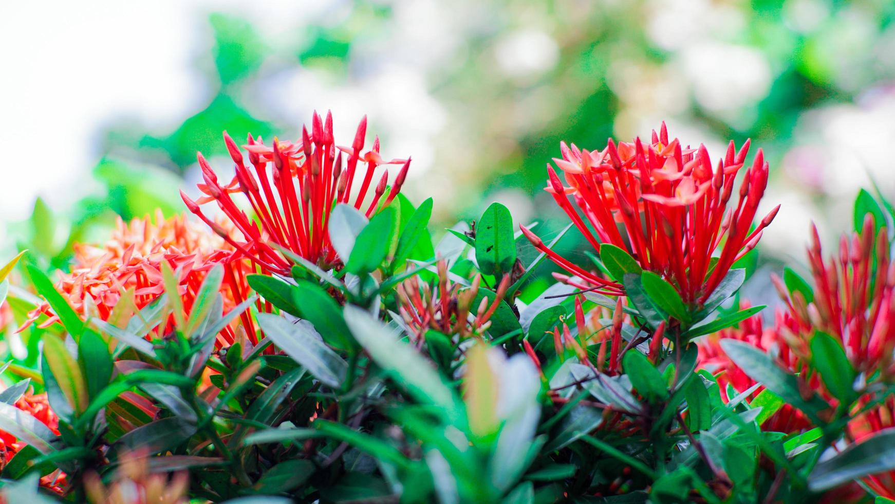 flower in garden photo