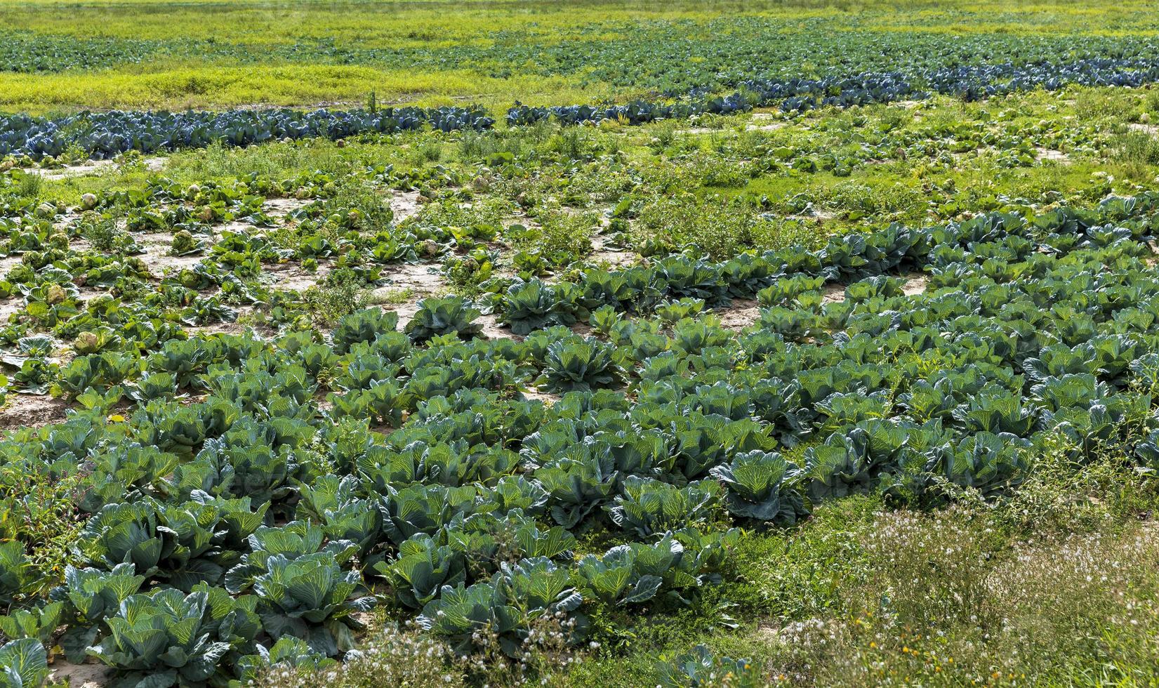 Agricultural field where cabbage is grown in cabbages photo