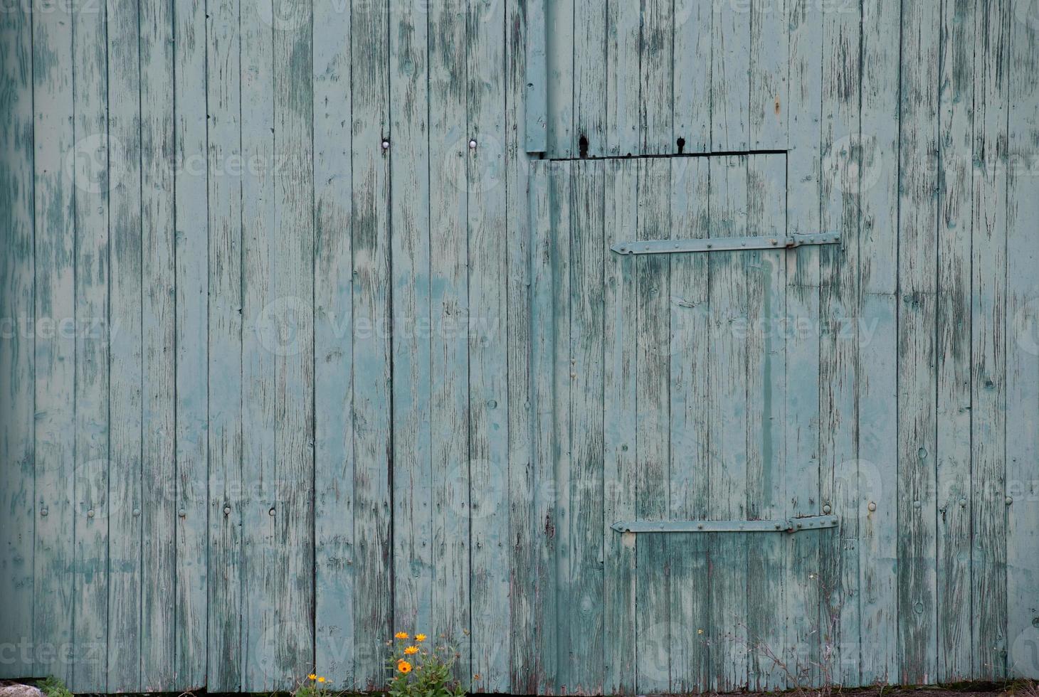 Background of an old door made of wooden planks painted blue. A smaller door is attached to it. The planks are weathered. Small flowers grow below. photo