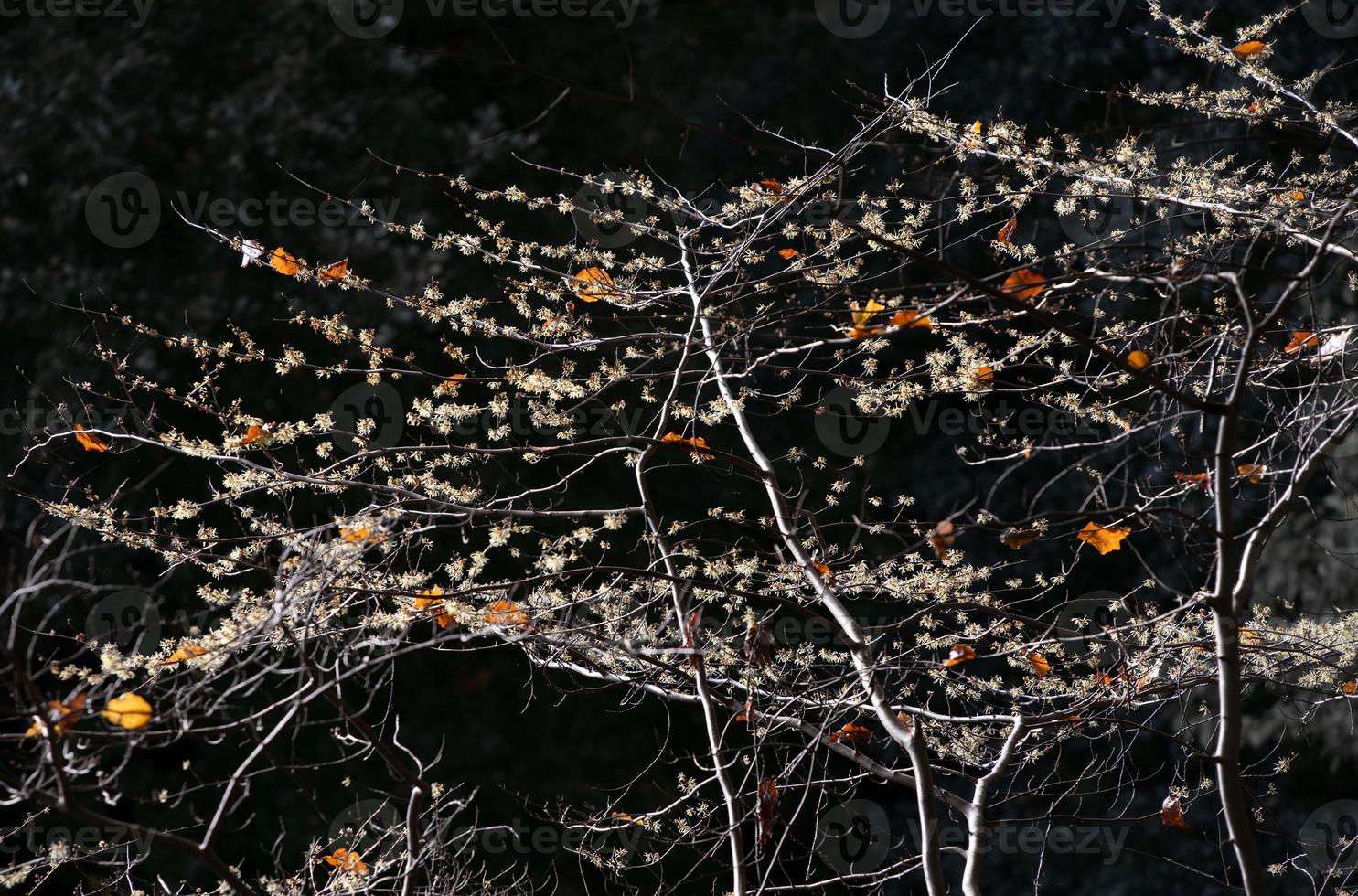 The yellow flowers of a witch hazel shine brightly on the bare bush in autumn. Single red colored leaves hang between the branches. The background is grey. photo