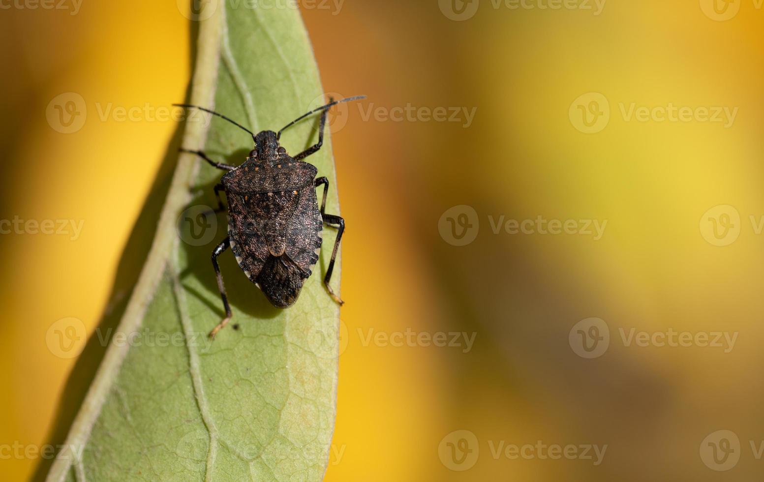 primer plano de un insecto de hoja marrón sentado en una hoja verde sobre un fondo amarillo en la naturaleza, desde arriba. foto