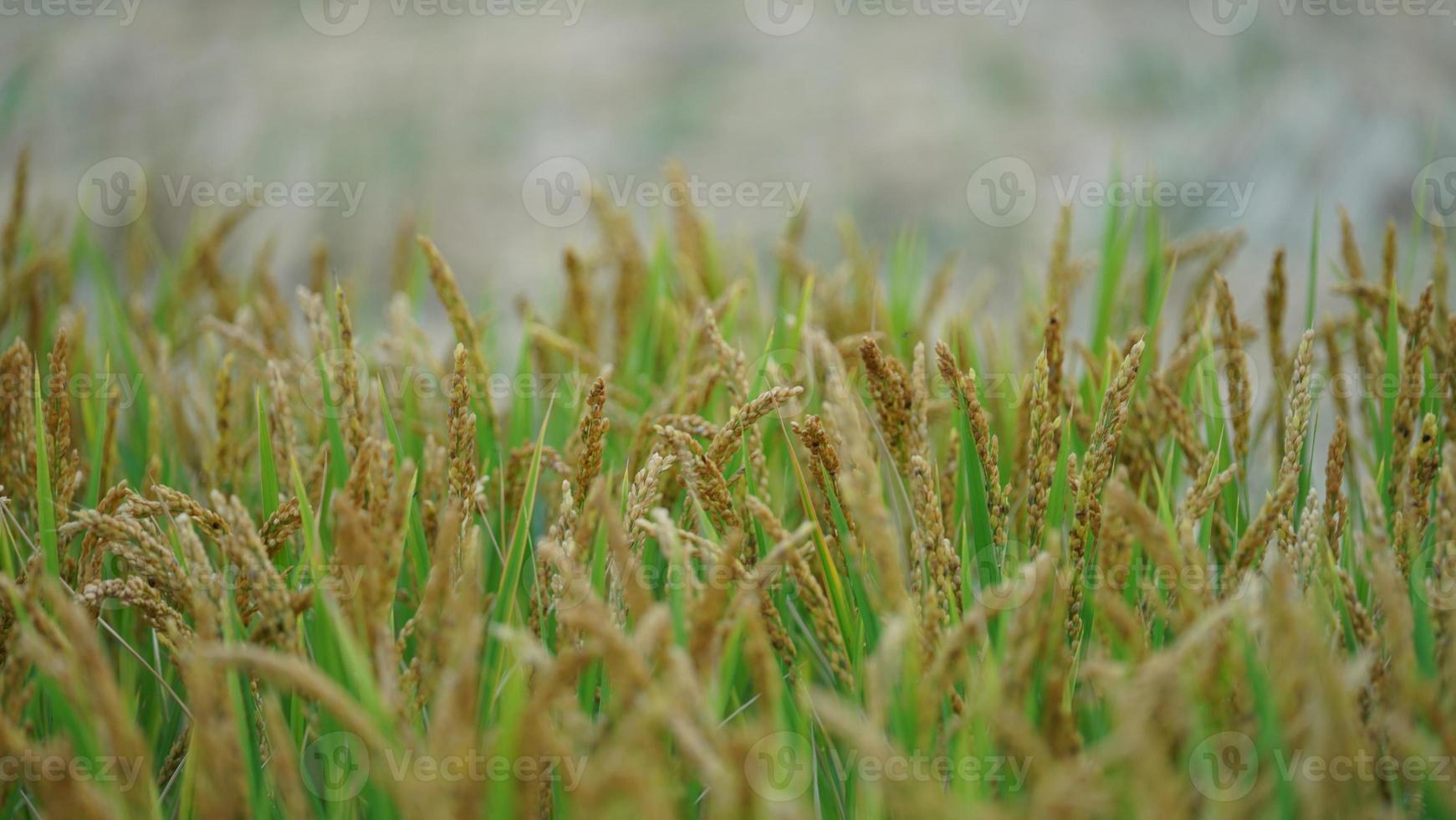 la vista del campo de arroz con el arroz maduro en otoño en el campo de china foto