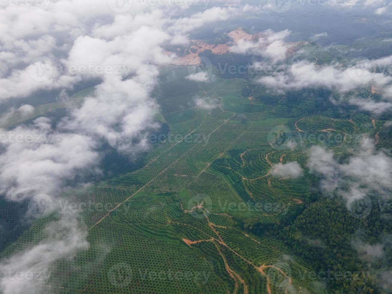 Aerial view young oil palm plantation photo