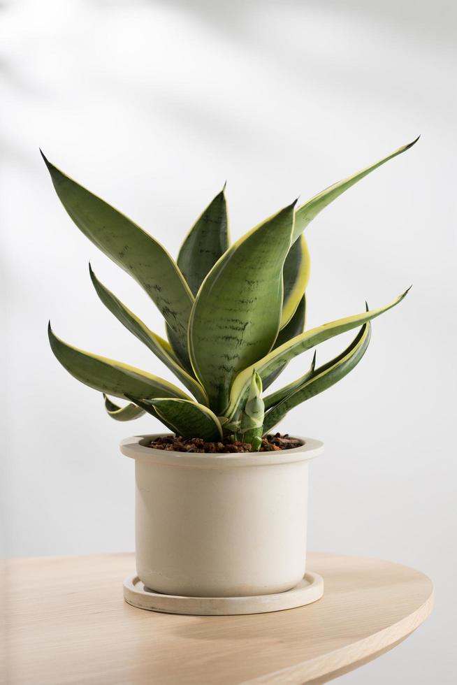 Decorative sansevieria plant photo