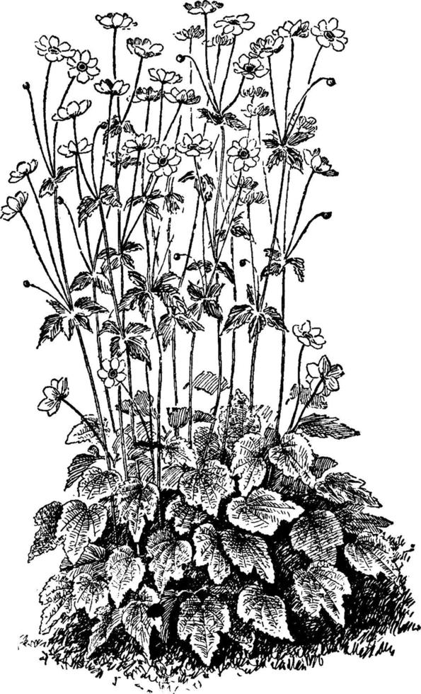 Anemone Japonica vintage illustration. vector