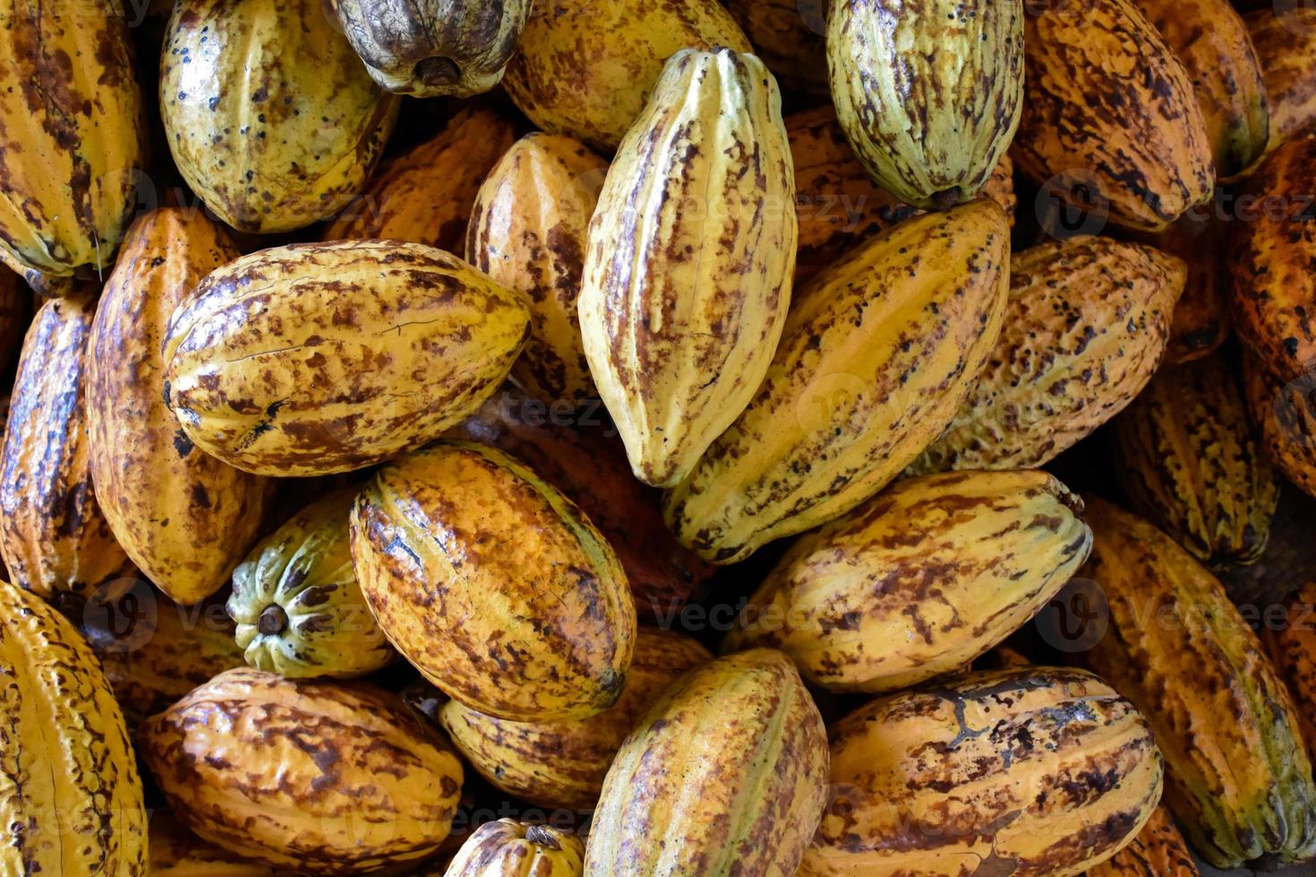 Harvested cocoa fruits are piled together in a variety of shapes and sizes, soft and selective focus. photo