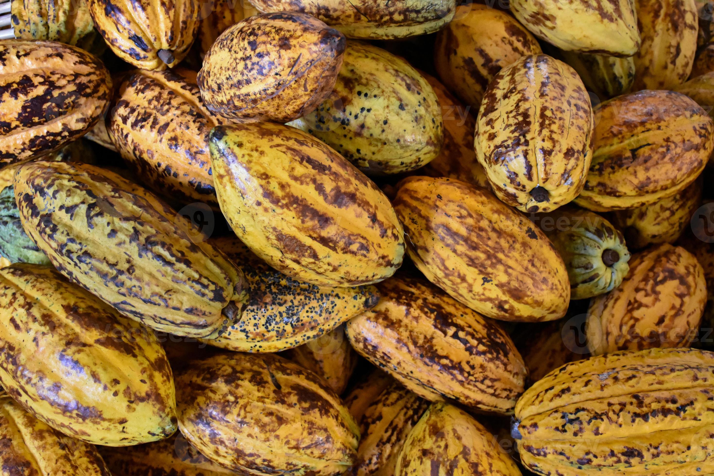 Harvested cocoa fruits are piled together in a variety of shapes and