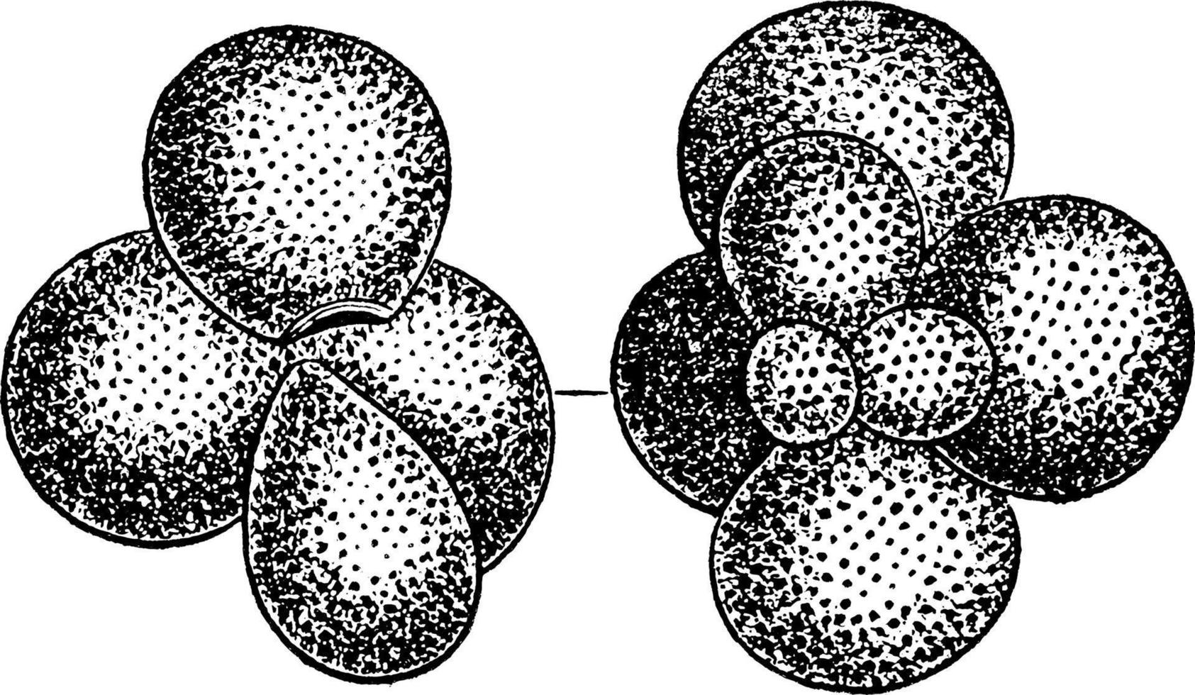 globigerina, ilustración antigua. vector