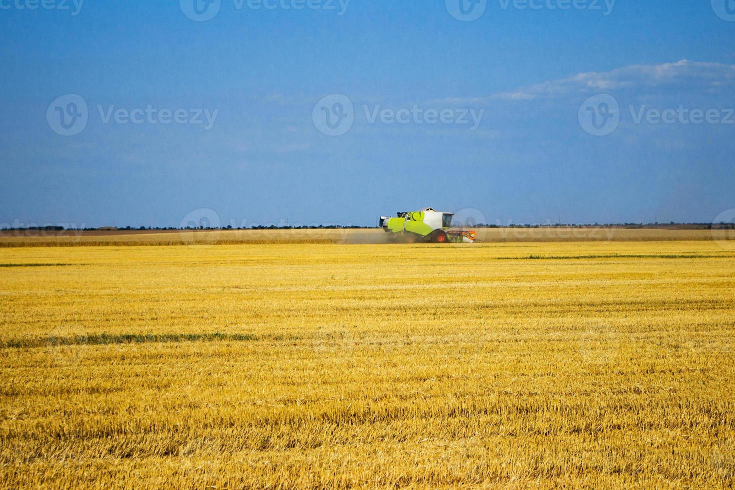 Kombain collects on the wheat crop. Agricultural machinery in the field. Grain harvest. photo