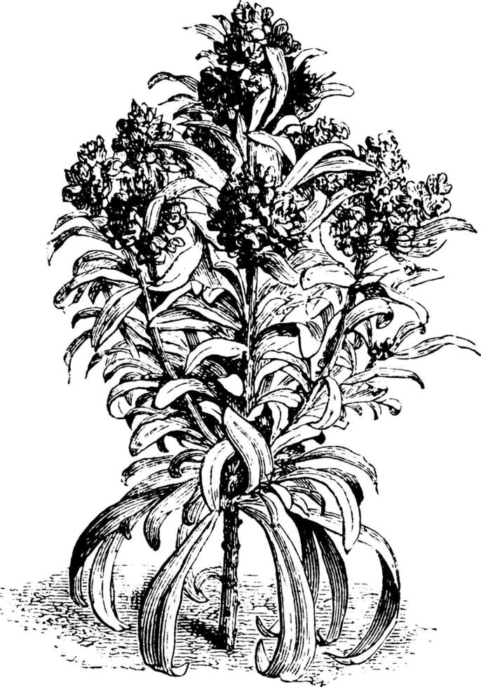Mathiola incana flore-pleno ilustración vintage. vector