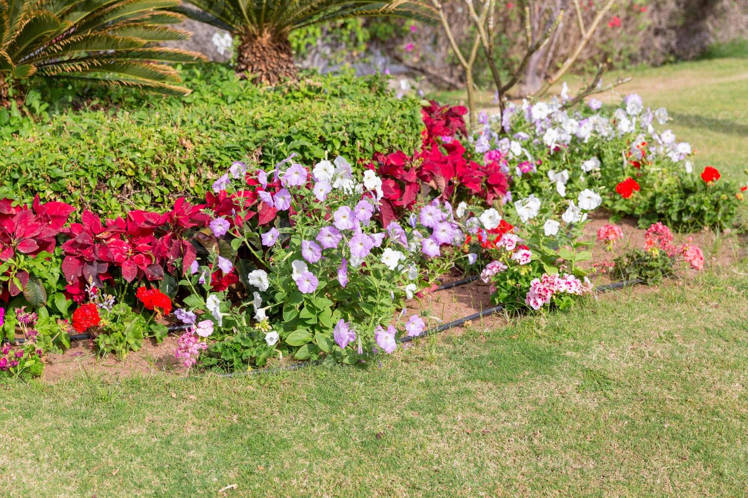 Red, Pinj and White petunias on the green grass photo