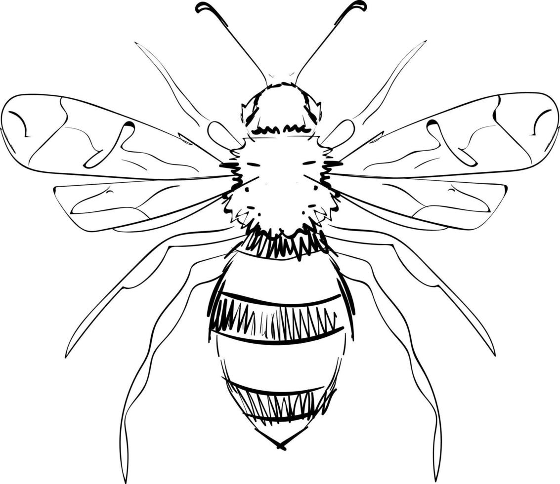 Bee drawing, illustration, vector on white background.