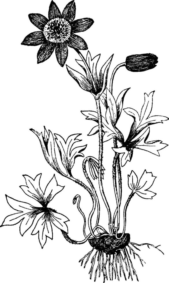 Anemone Hortensis vintage illustration. vector