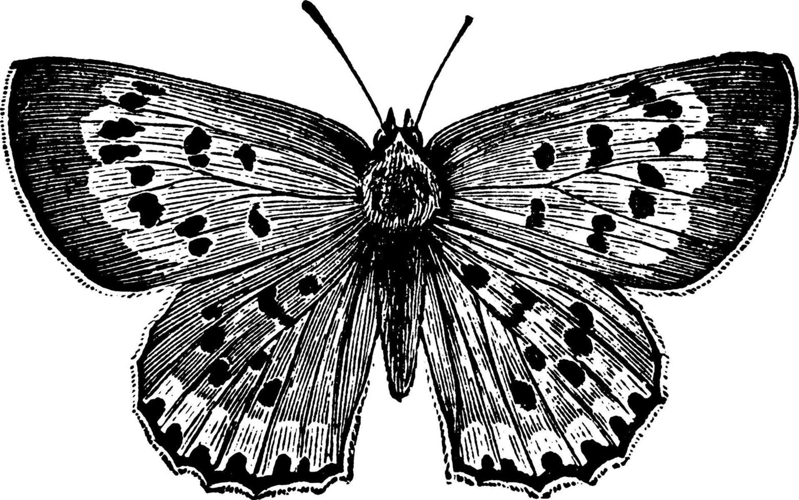 Butterfly or Chrysophanus thoe, vintage illustration. vector