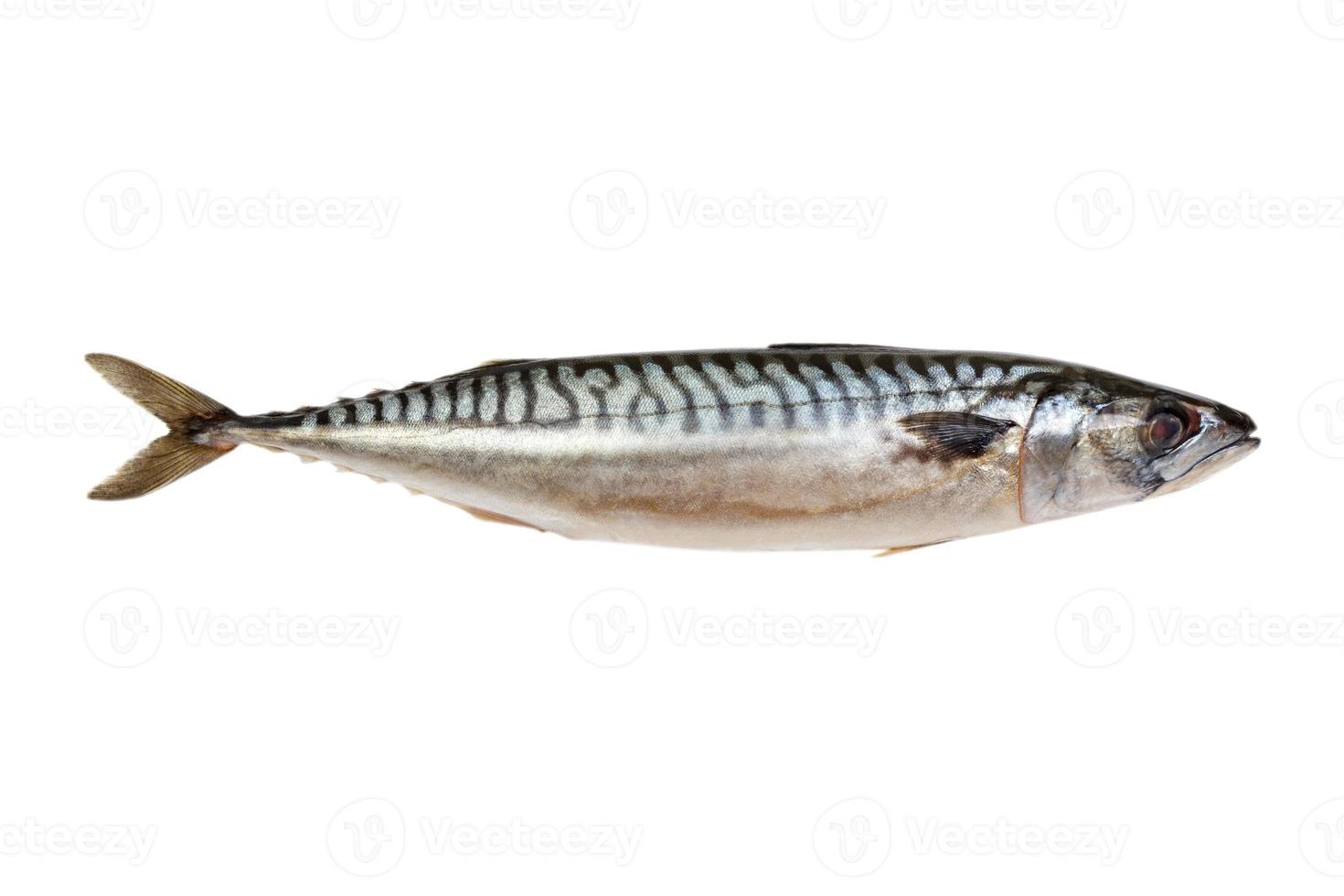 Fresh mackerel fish isolated on the white background photo