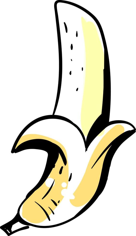 Banana sketch, illustration, vector on white background.