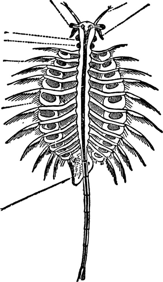 Brine Shrimp, vintage illustration. vector