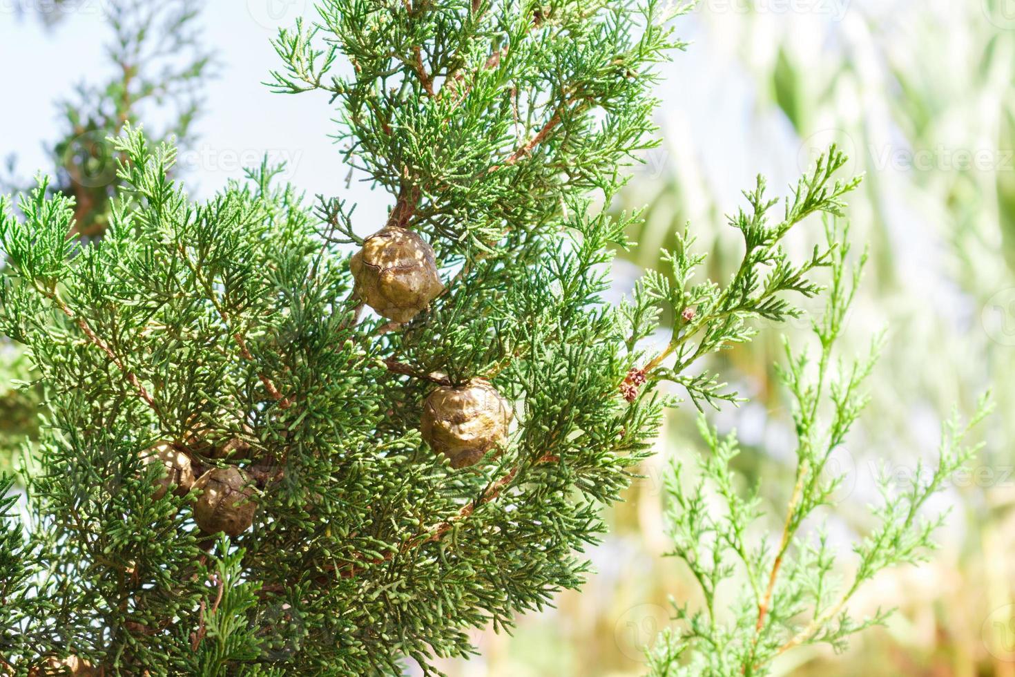 cypress trees branches with cones in sunny day photo