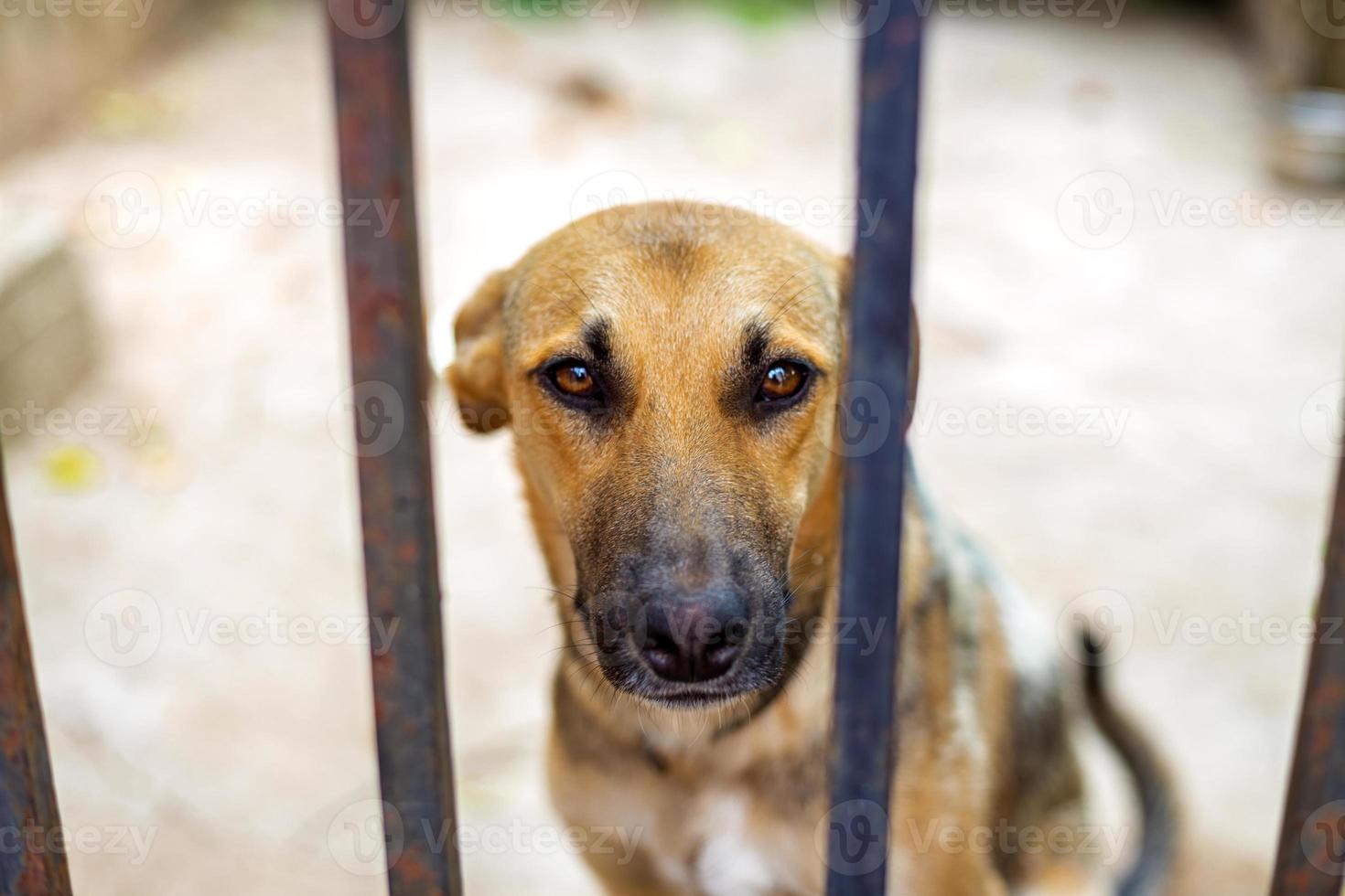 Dogs in an animal shelter waiting to be adopted. Selective focus photo