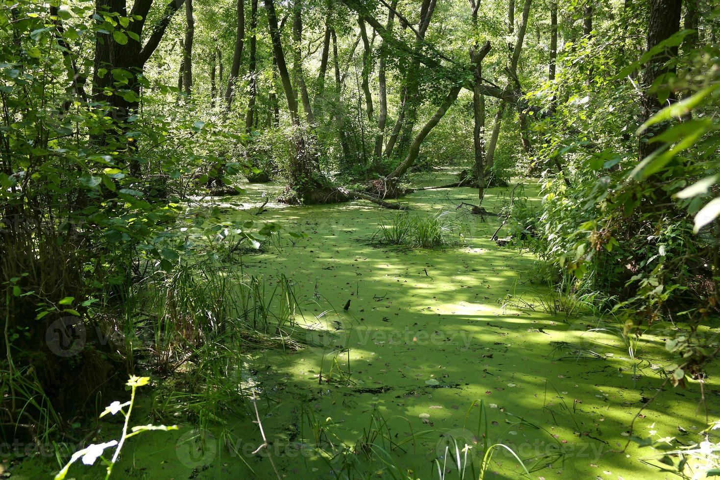 Lush green swamp and tropical forest scene. photo