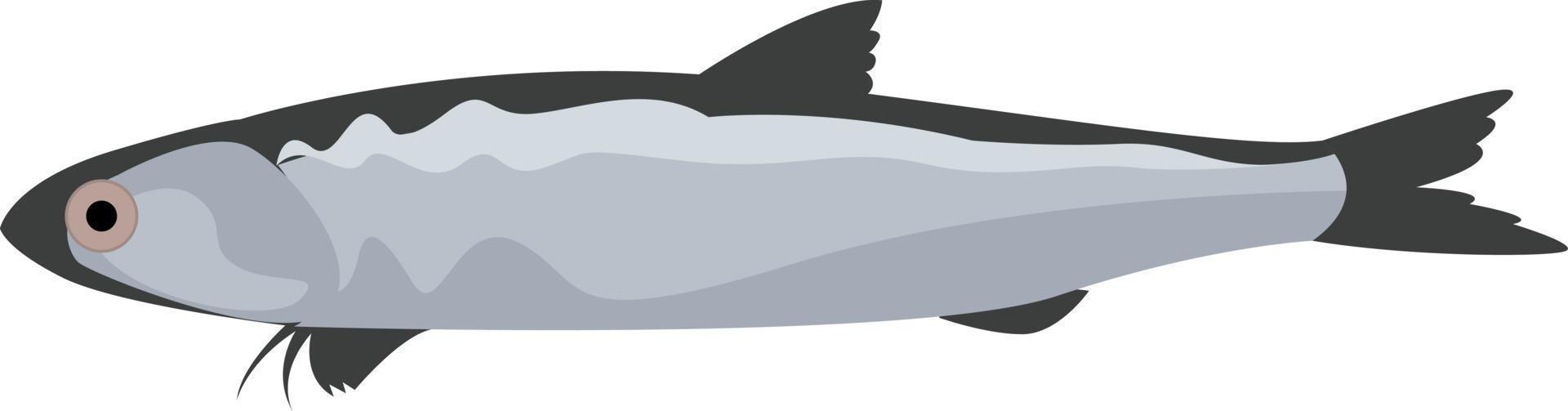 Engraulis fish, illustration, vector on white background.