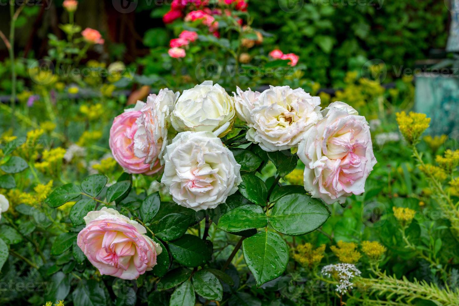 Roses on a bush in a garden. Shallow DOF photo