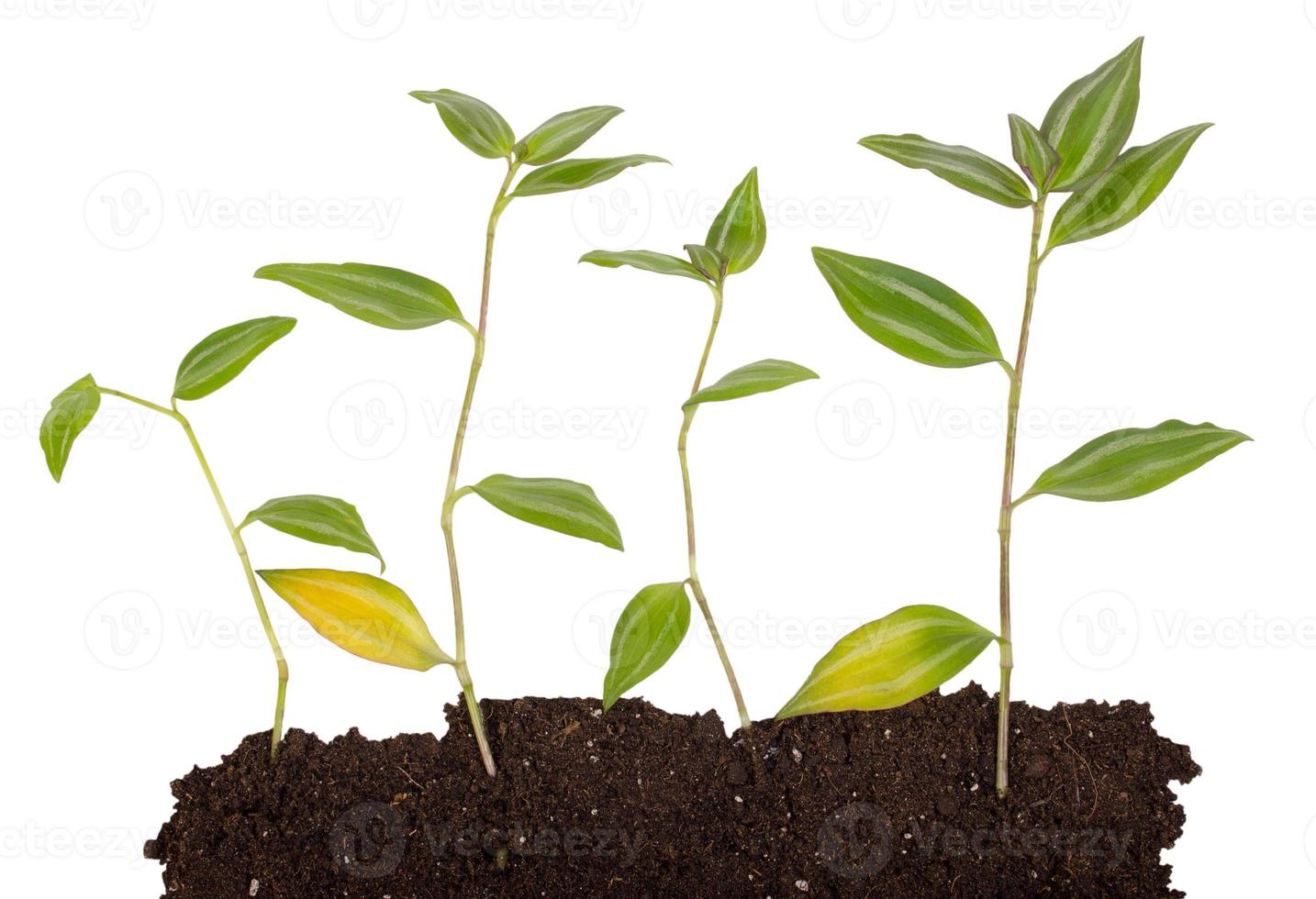 Young plant with humus isolated photo