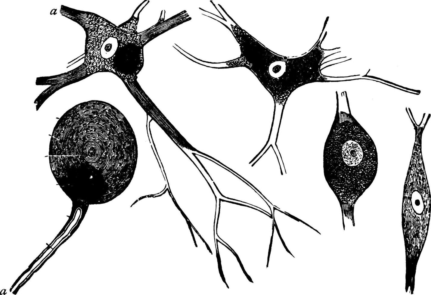 neurona de células nerviosas, ilustración vintage. vector