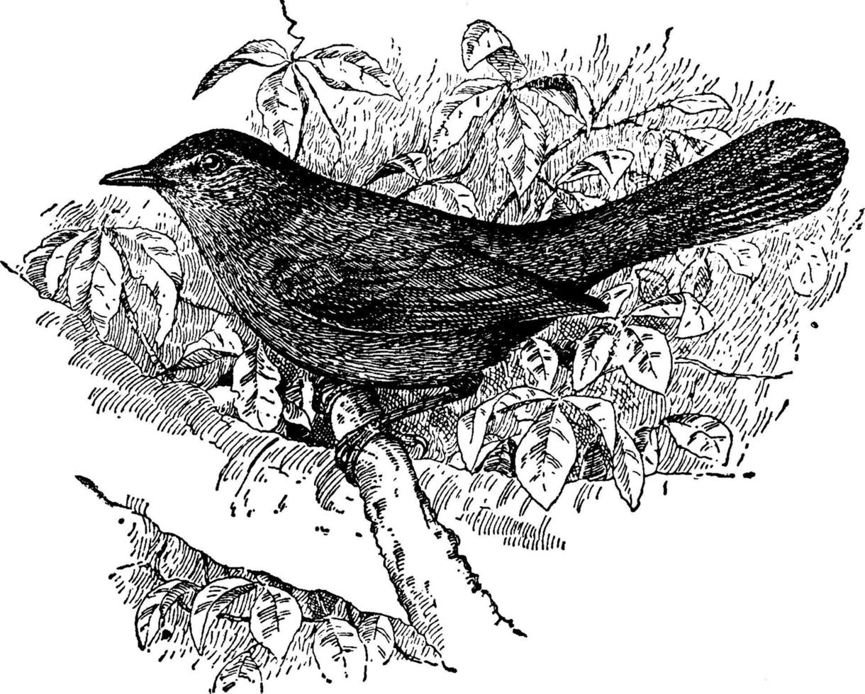 Catbird, vintage illustration. 13626007 Vector Art at Vecteezy