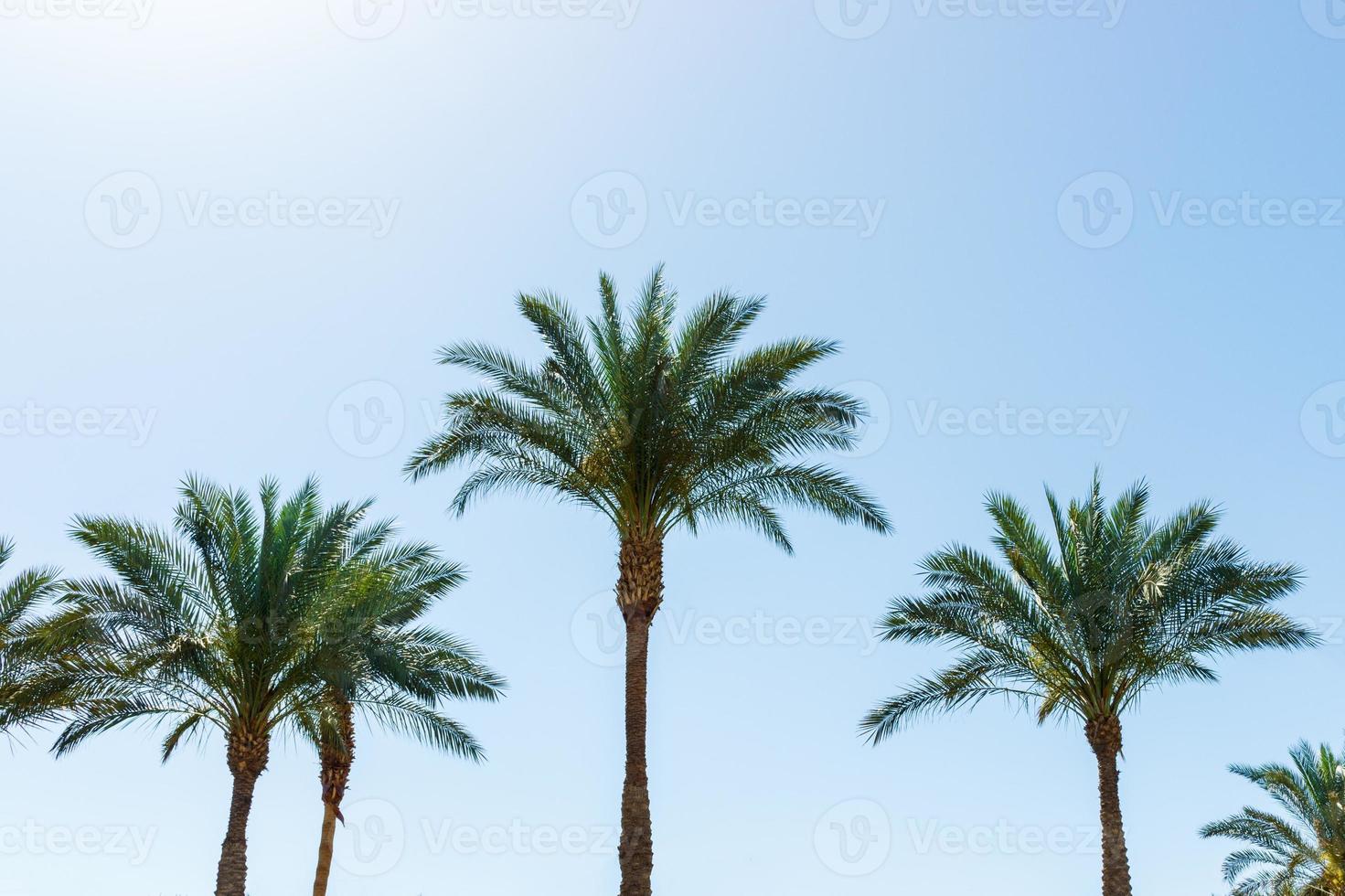 Coconut palm trees on blue sky background photo
