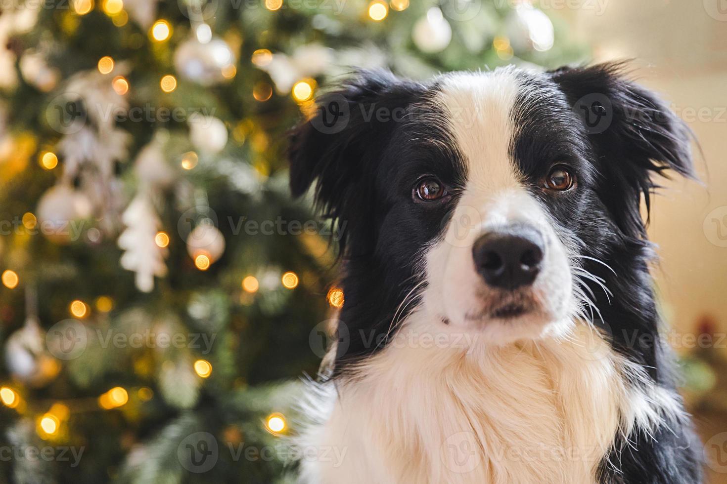 Funny cute puppy dog border collie near Christmas tree at home indoors. Dog and Christmas tree with defocused garland lights. Preparation for holiday. Happy Merry Christmas time concept. photo