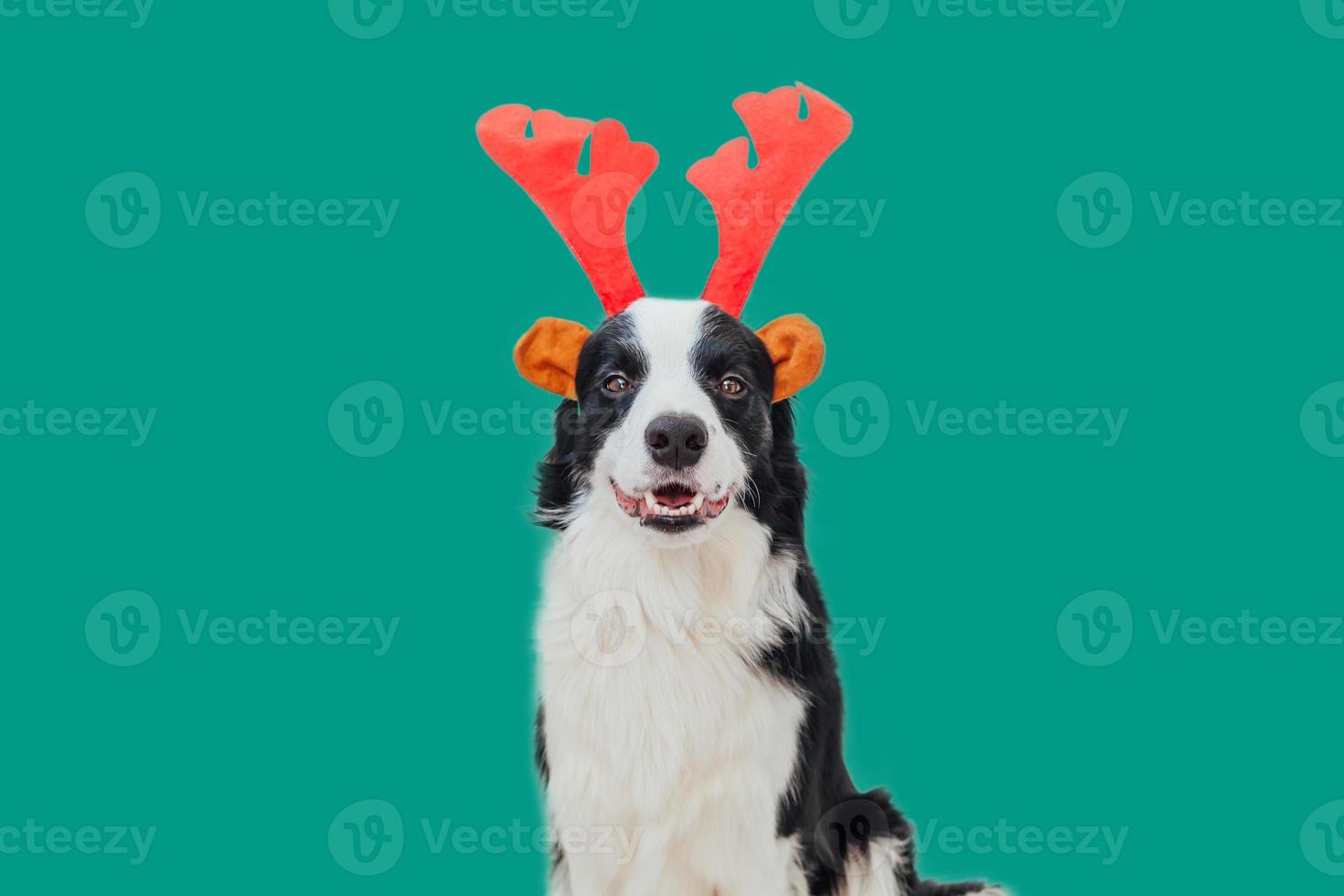 Merry Christmas concept. Funny portrait of cute smiling puppy dog border collie wearing Christmas costume red deer horns hat isolated on green background. Preparation for holiday. photo