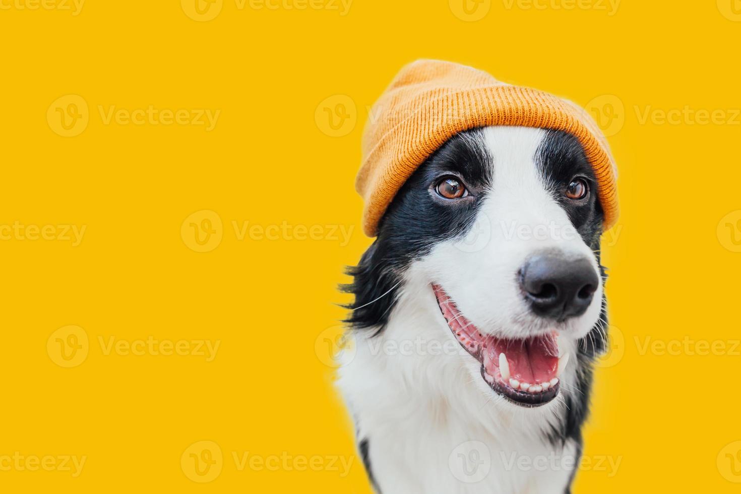 Funny puppy dog border collie wearing warm knitted clothes yellow hat scarf isolated on yellow background. Winter or autumn dog portrait. Hello autumn fall. Hygge mood cold weather banner. photo