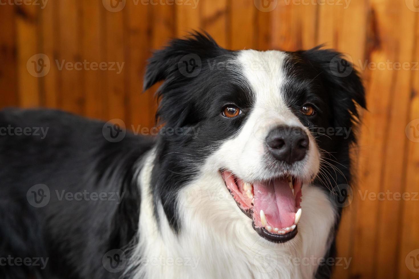 divertido retrato de cachorro border collie en el interior. lindo perro mascota descansando jugando en casa. concepto de vida animal de compañía. foto