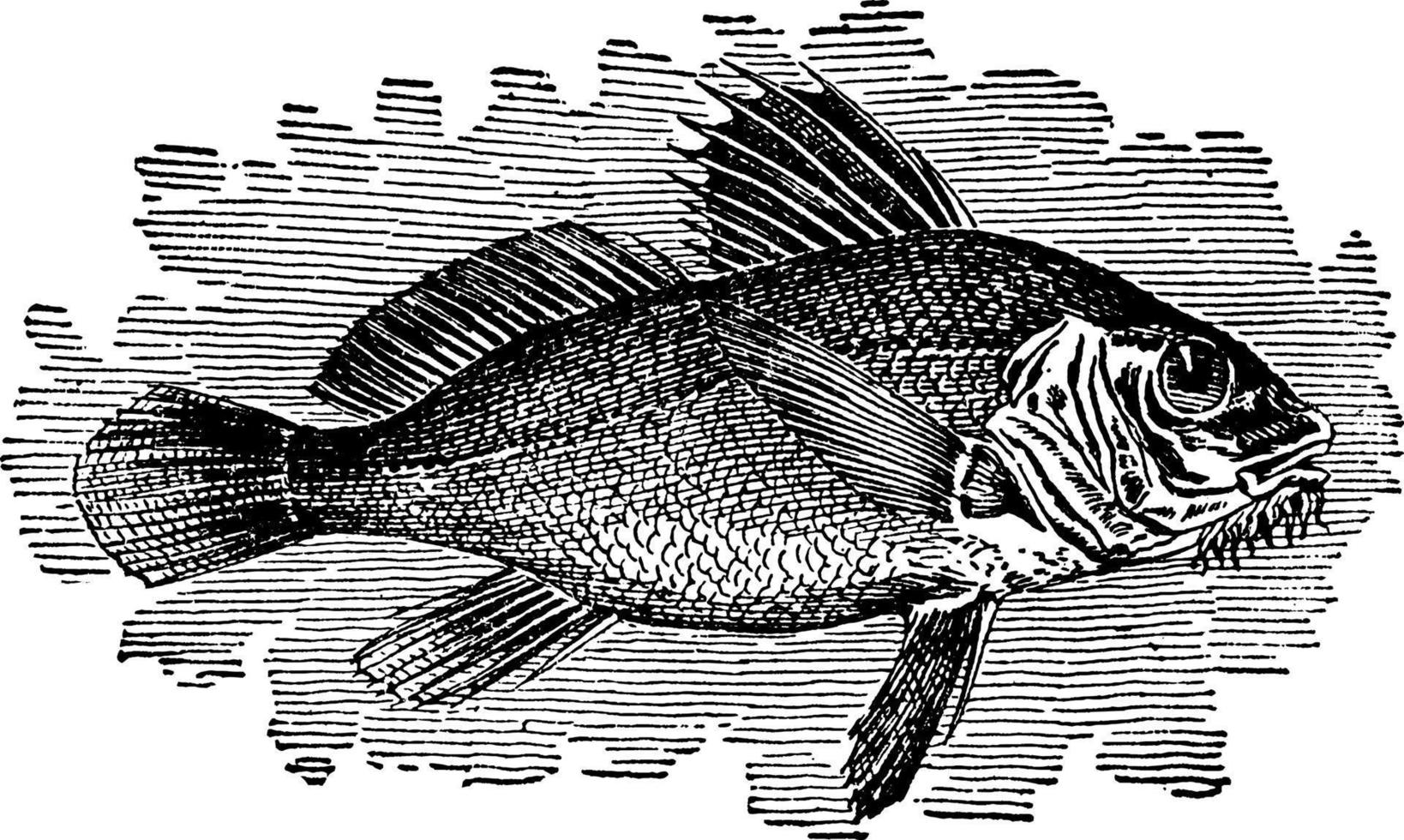 Drumfish, vintage illustration. vector