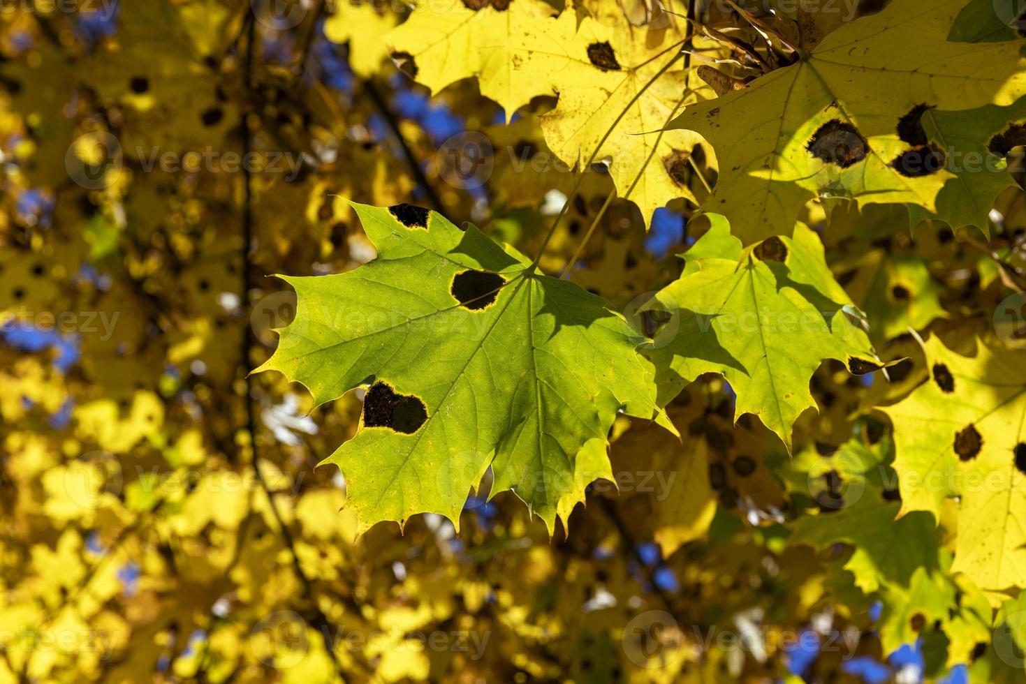 árbol de arce durante la temporada de otoño foto