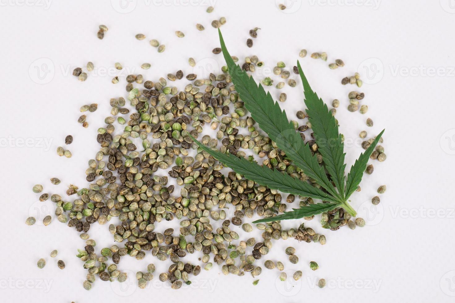 hemp seeds and green cannabis leaf on white background photo