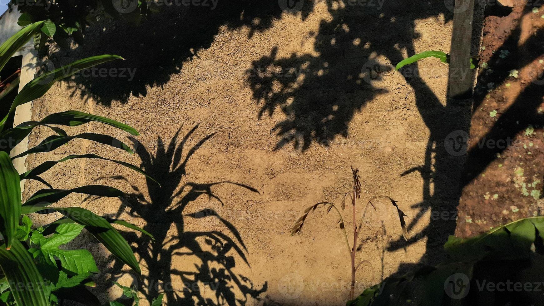Sunlight shining on plants and cement walls 02 photo