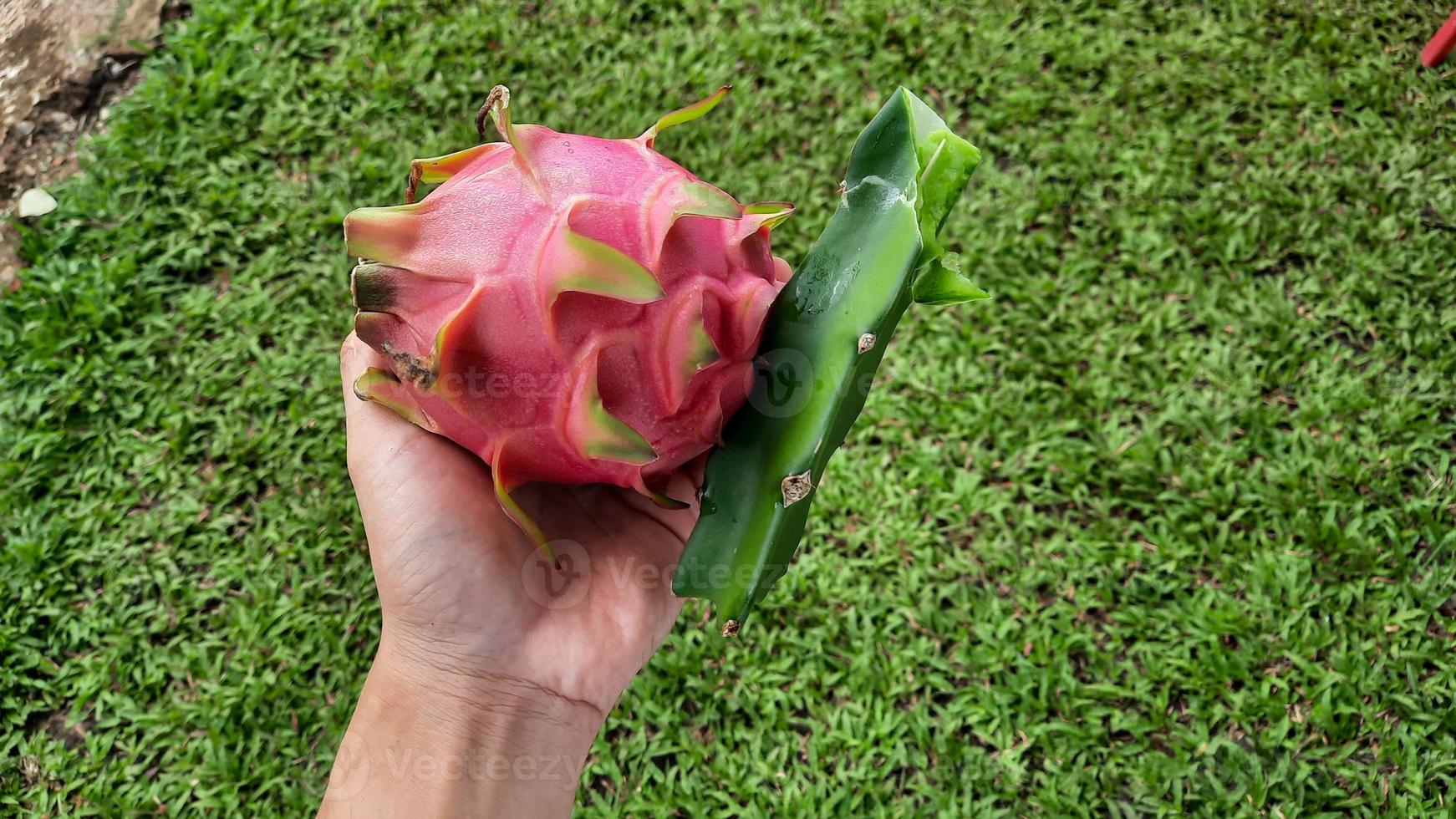 Landscape, Left hand holding red dragon fruit with tree trunk on grass background 01 photo